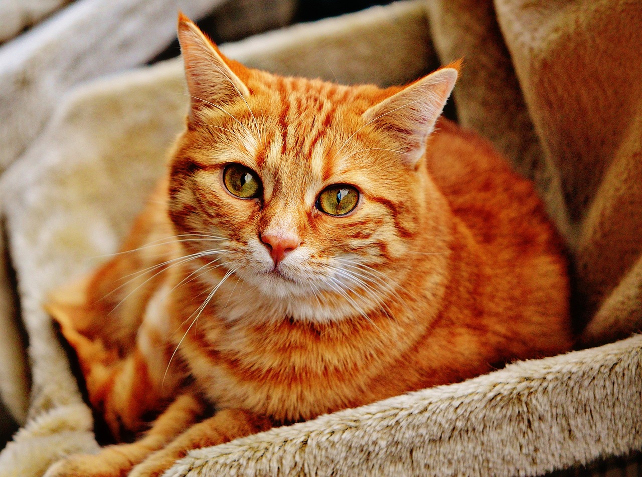 my best cats