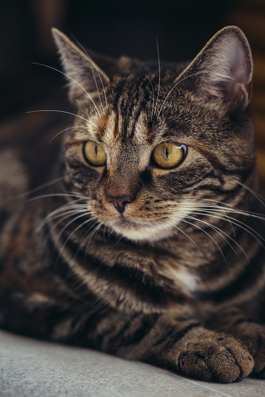my best cats