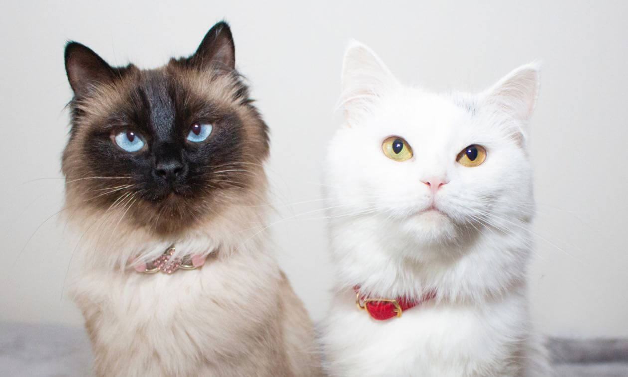 my best cats